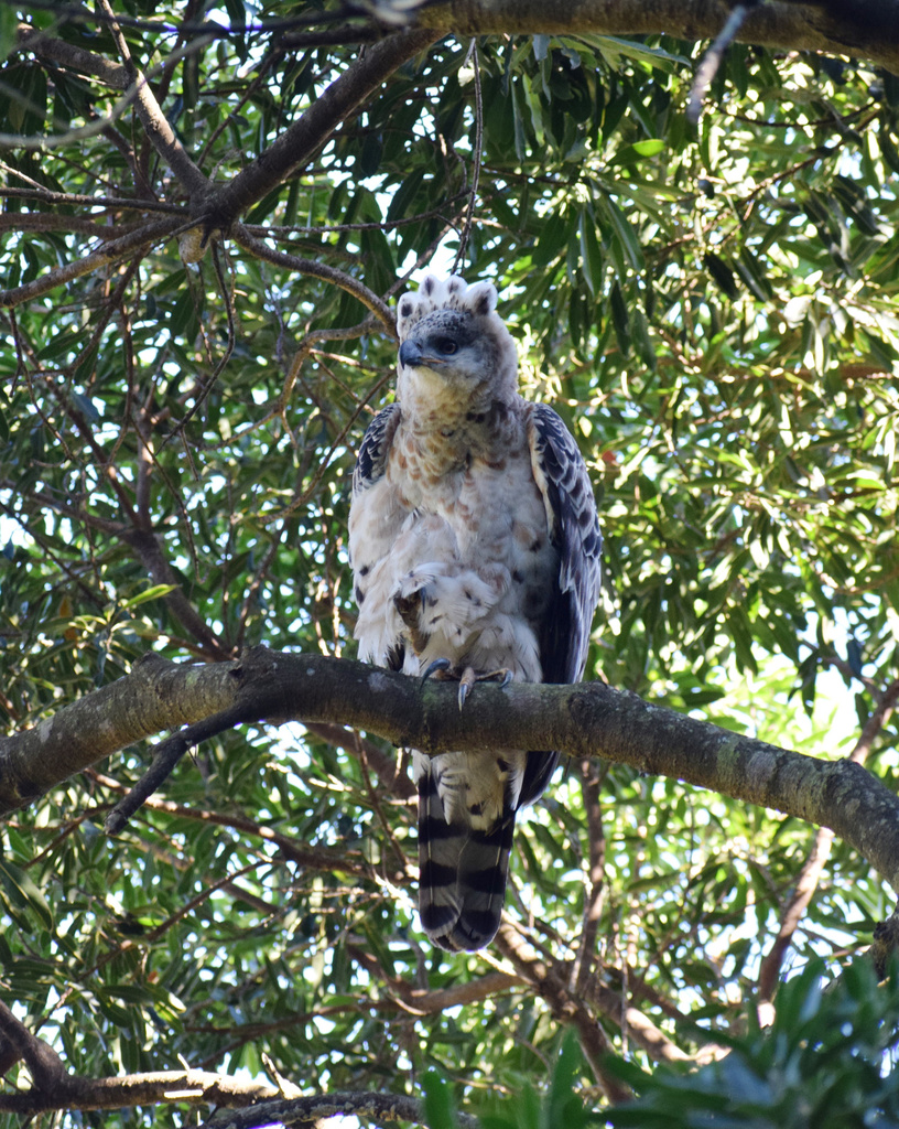 Crowned Eagle