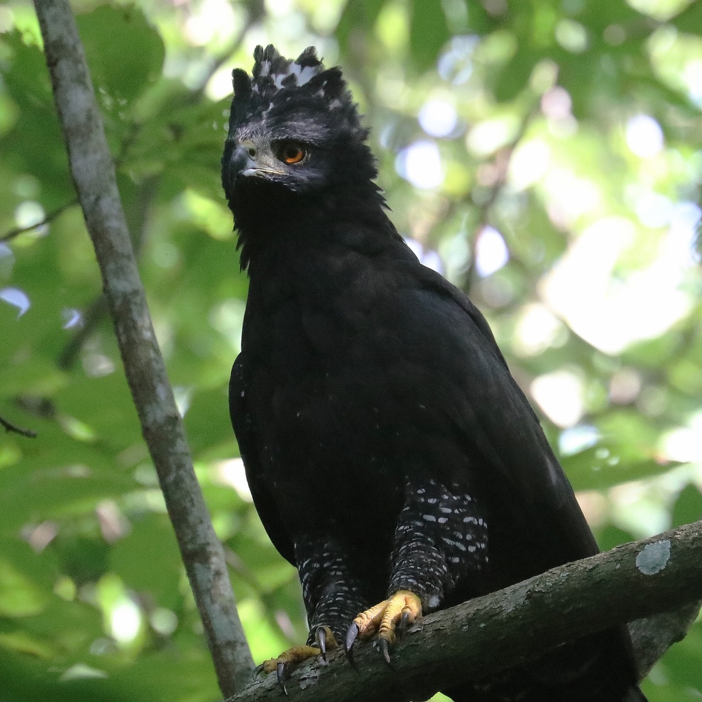 Black Hawk-Eagle