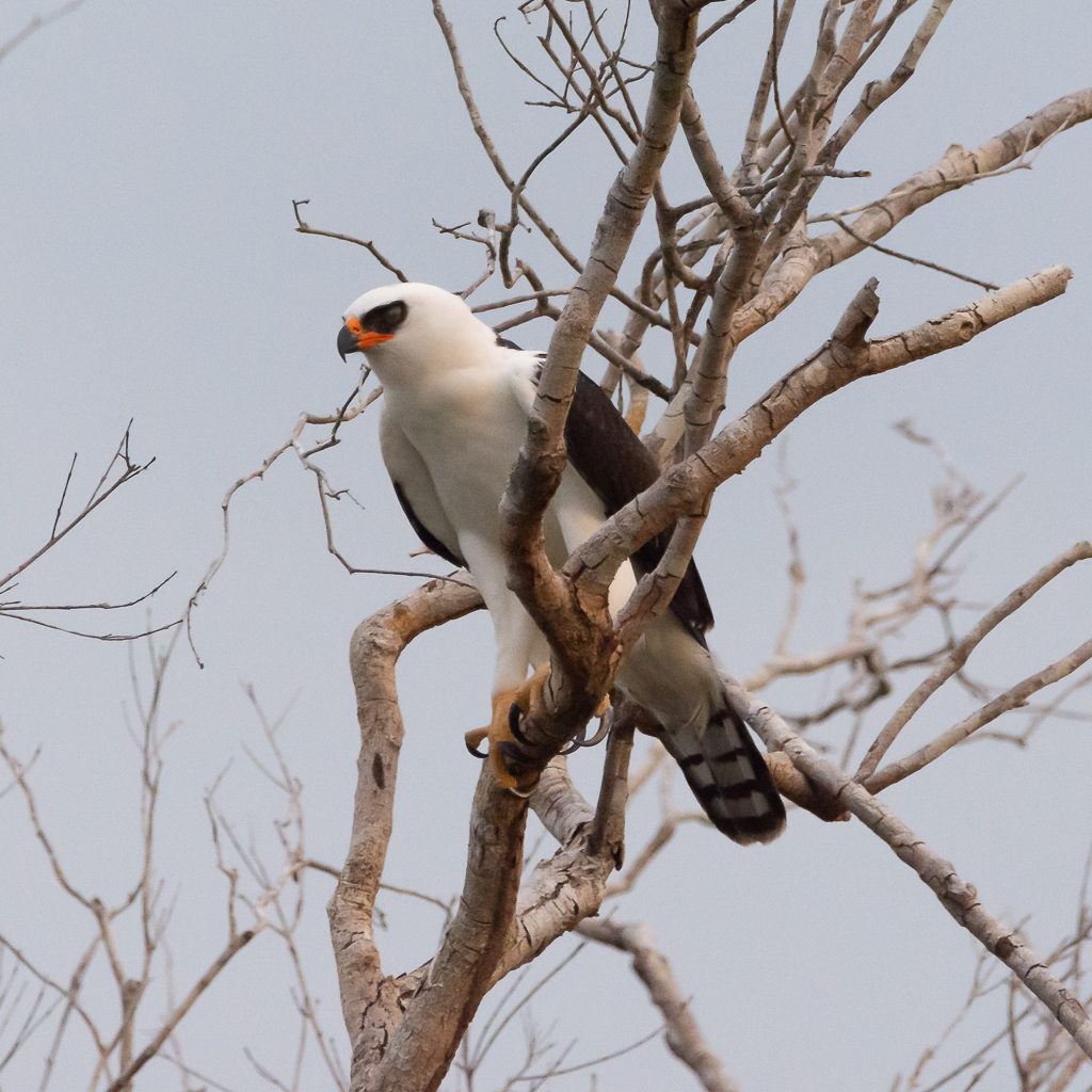 Águila blanquinegra