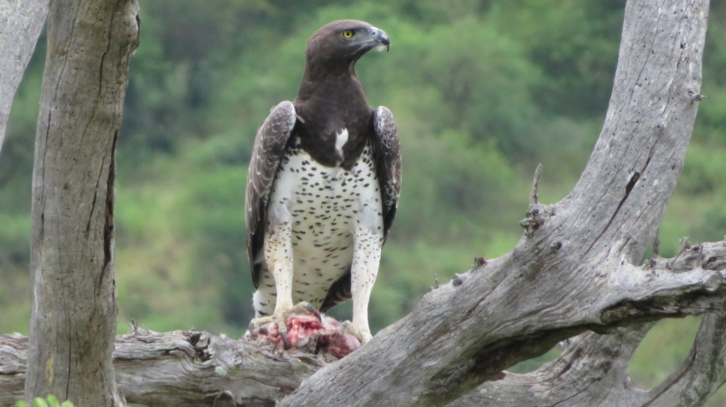 Martial Eagle