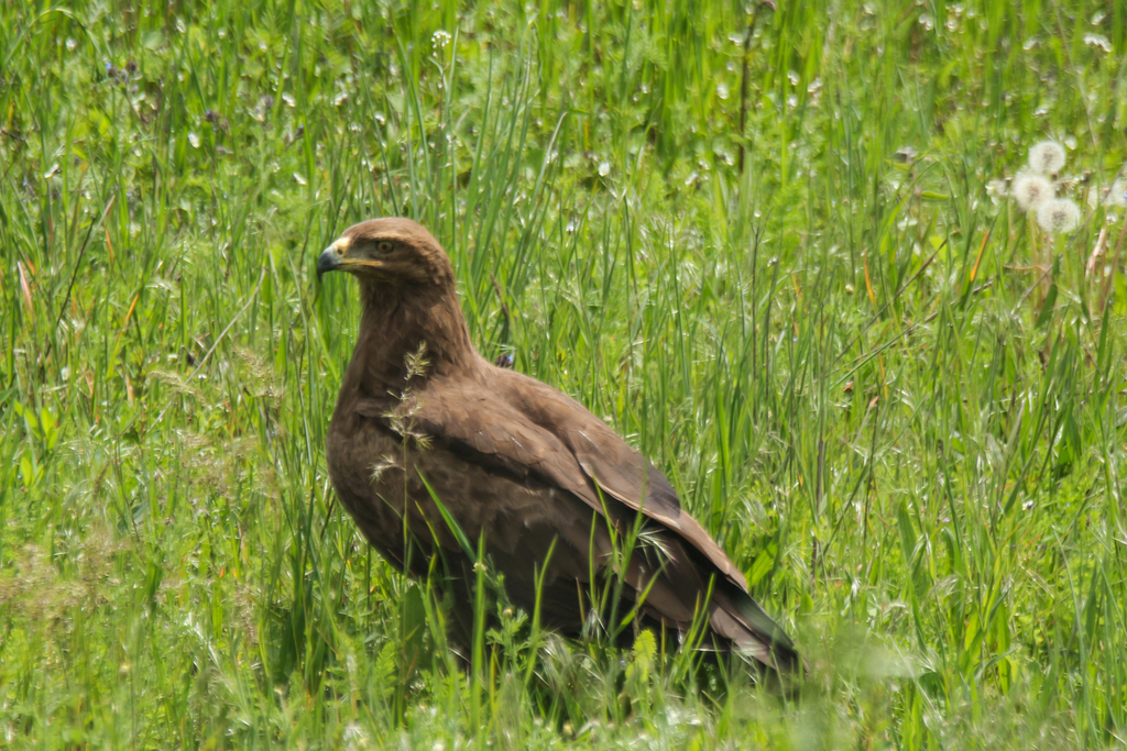 Lesser Spotted Eagle