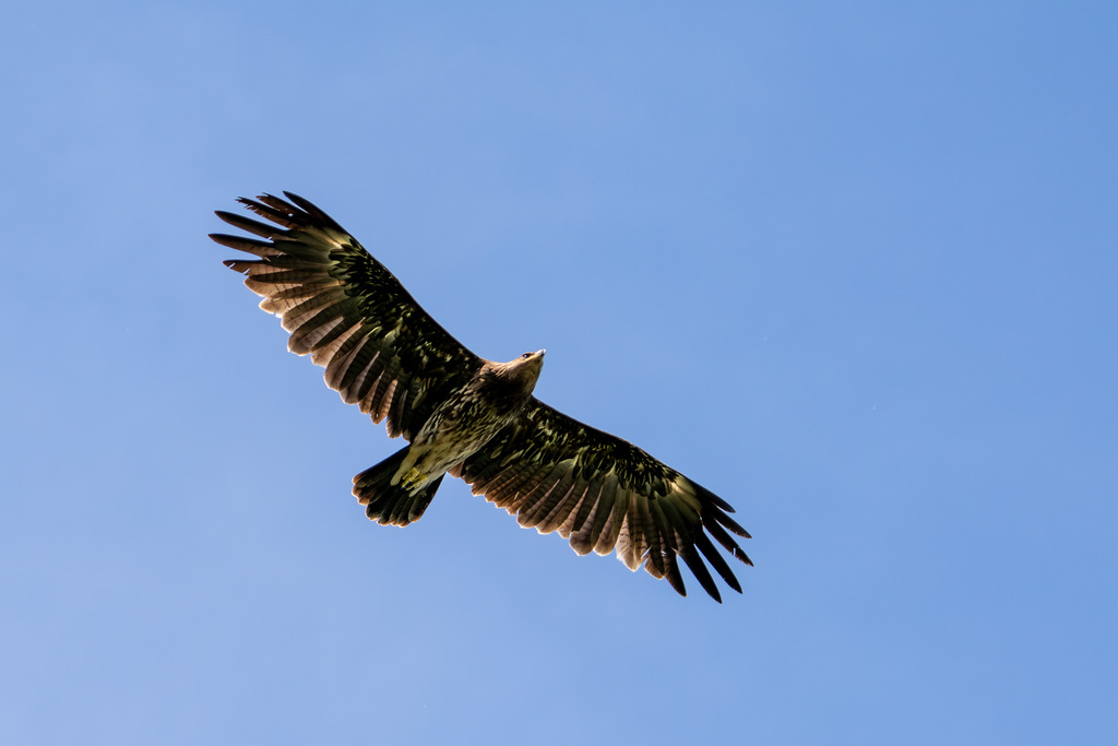 Greater Spotted Eagle