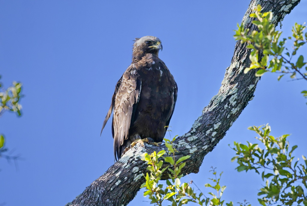 Wahlberg’s Eagle