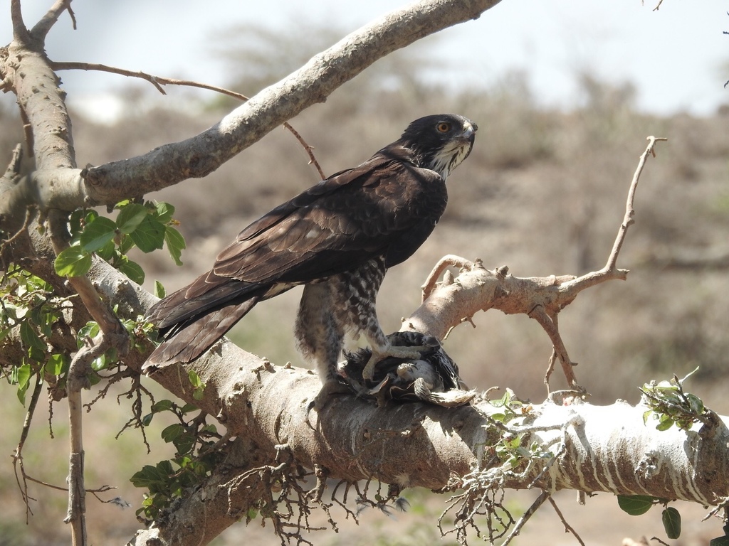 Ayres’s Hawk-Eagle