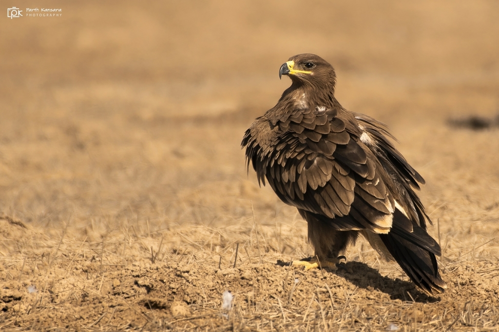 Steppe Eagle