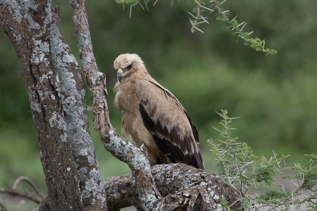 Tawny Eagle