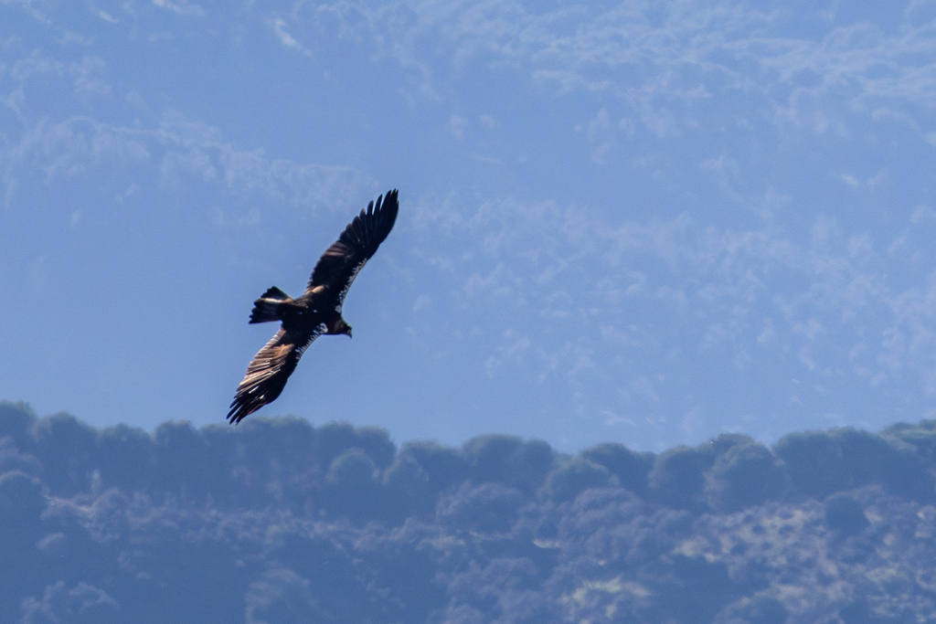 Spanish Imperial Eagle