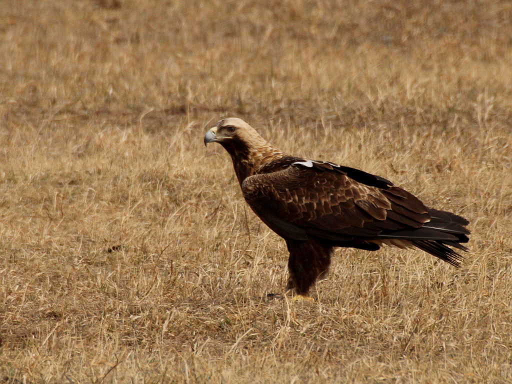 Eastern Imperial Eagle