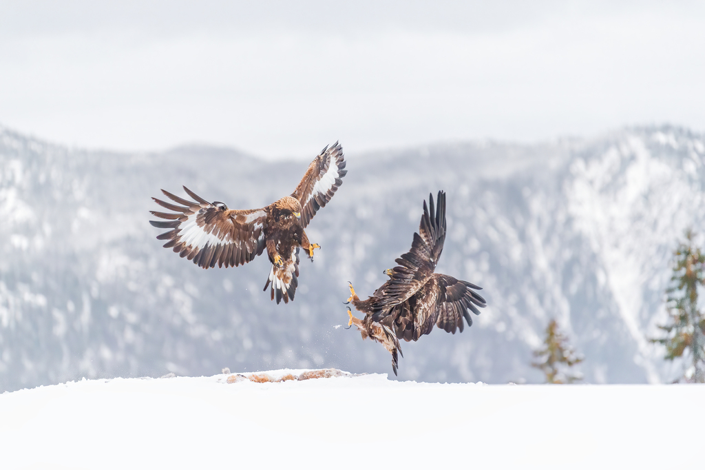 Golden Eagle
