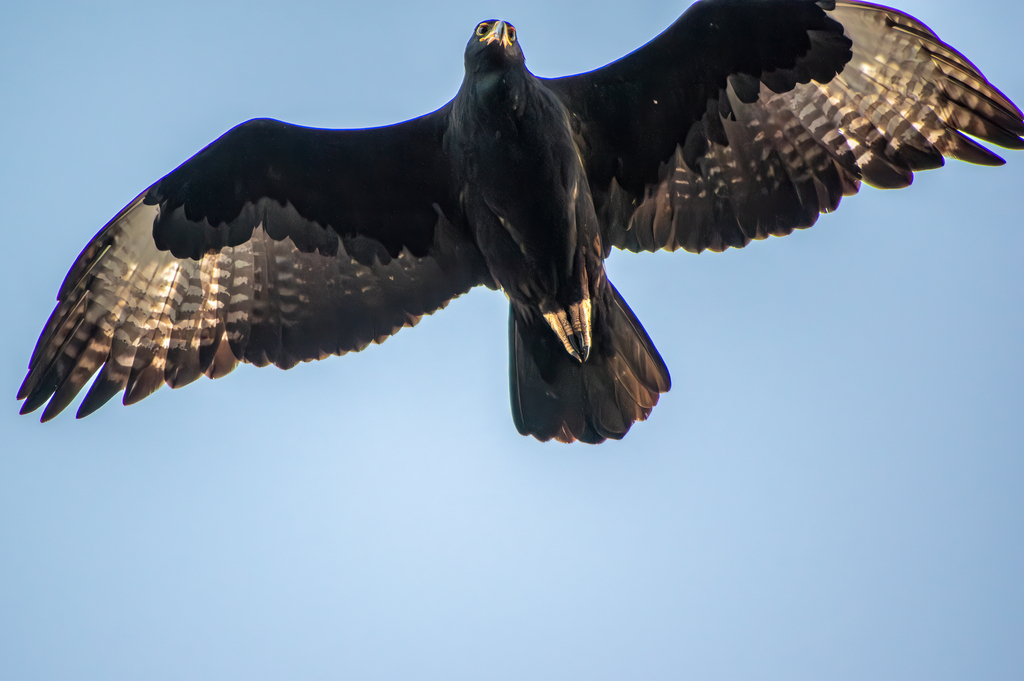 Verreaux’s Eagle