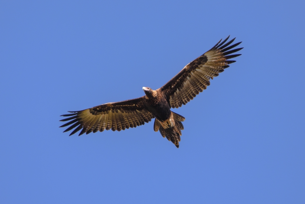 Wedge-tailed Eagle