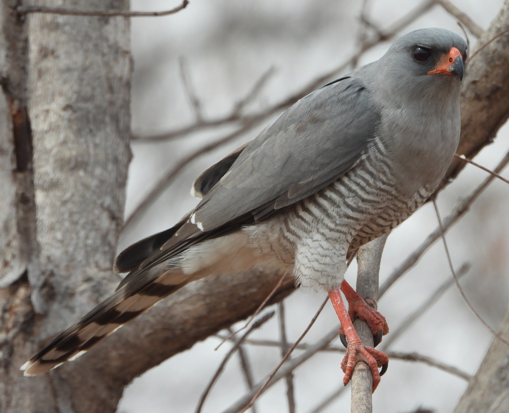 Gabar Goshawk