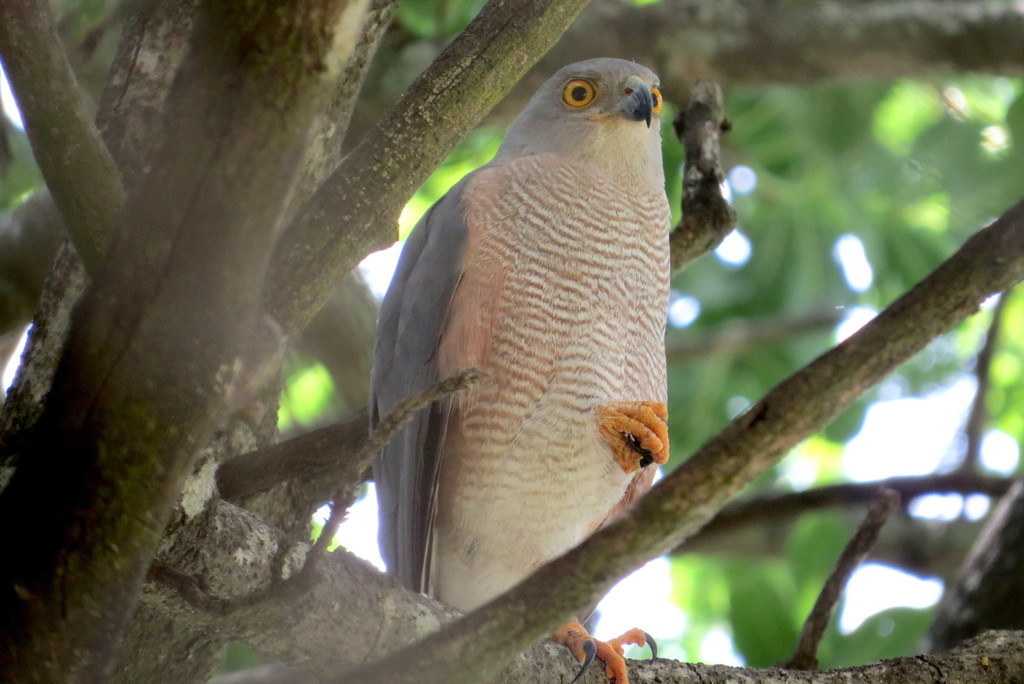 African Goshawk