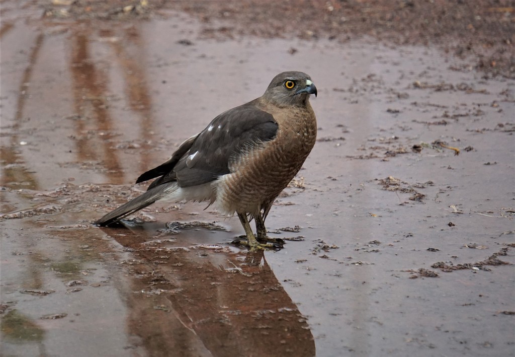 Shikra