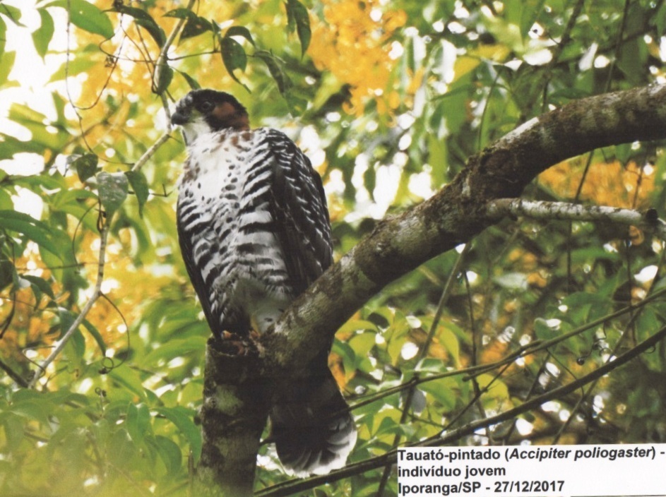 Grey-bellied Hawk