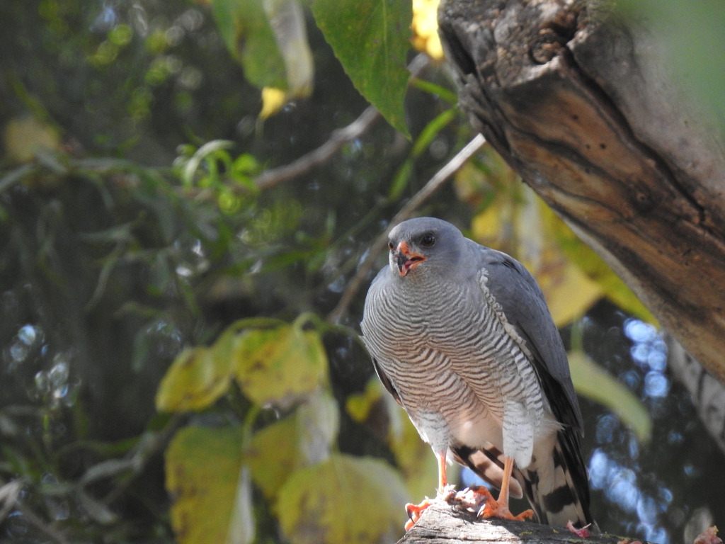 Ovambo Sparrowhawk