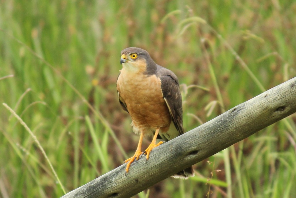Rufous-breasted Sparrowhawk