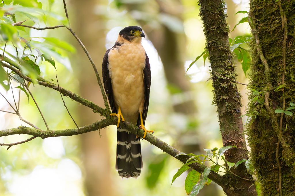 Bicolored Hawk