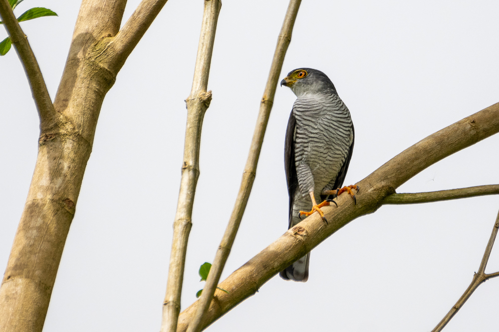 Tiny Hawk