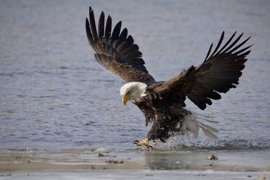 Bald Eagle