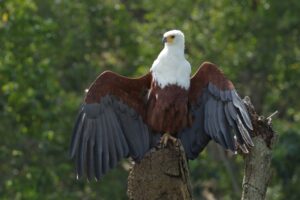 African Fish Eagle