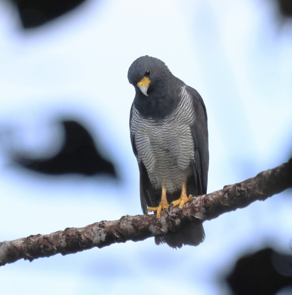 Barred Hawk