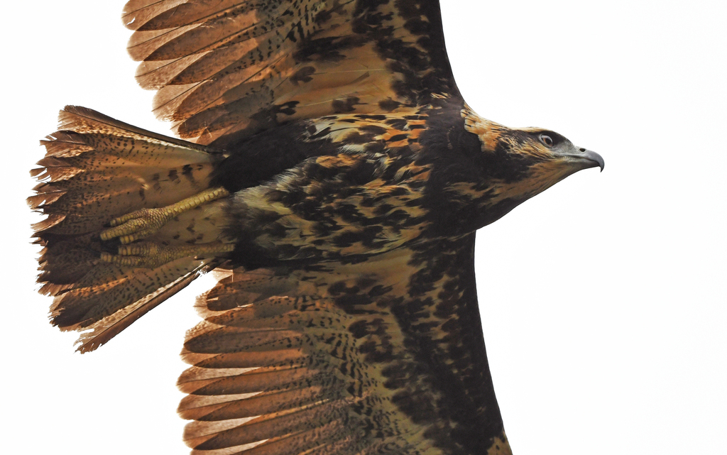 Solitary Eagle