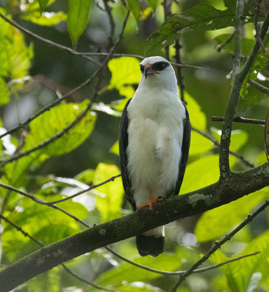 Black-faced Hawk
