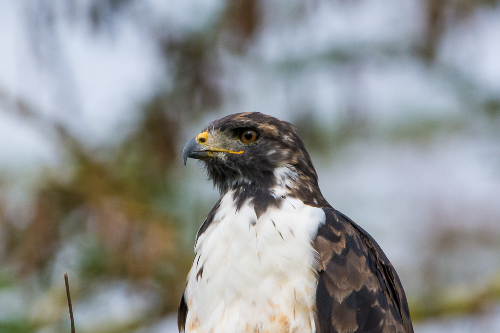 Augur Buzzard
