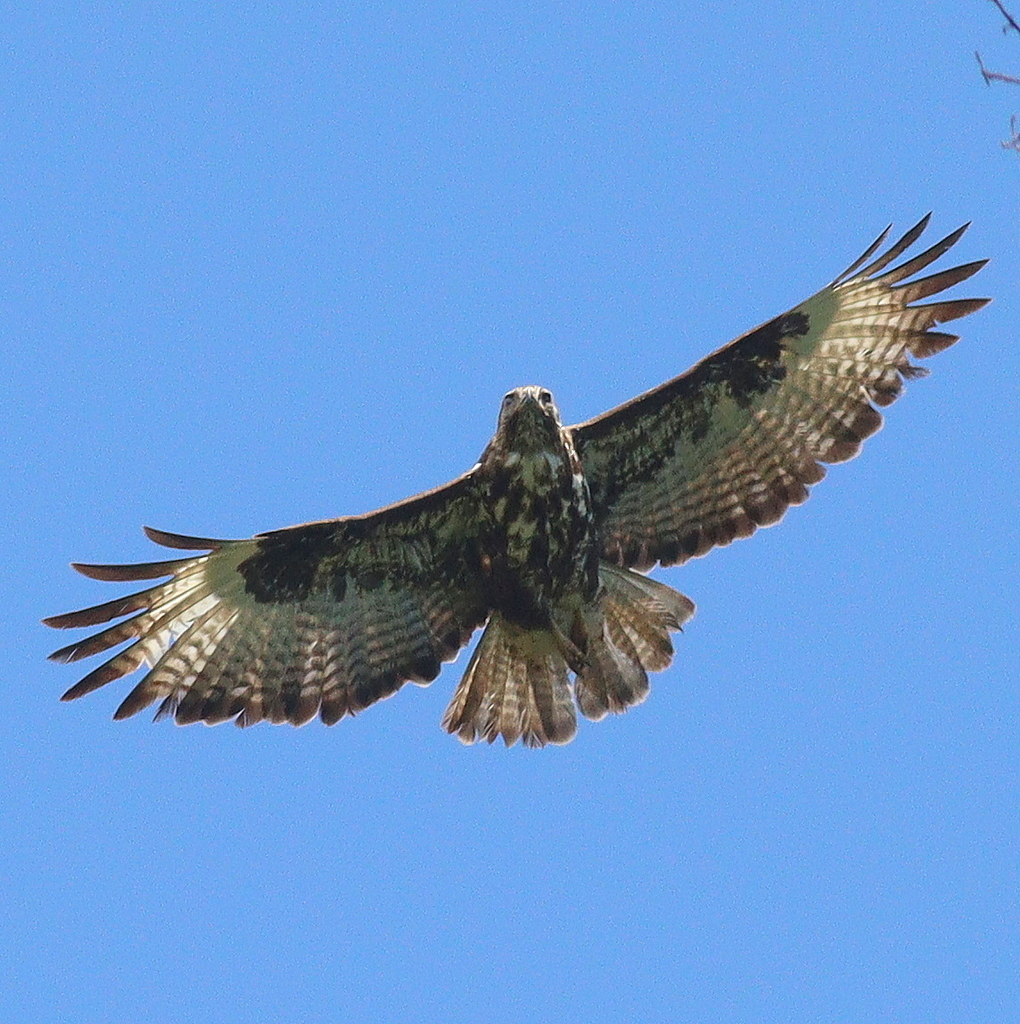 Mountain Buzzard