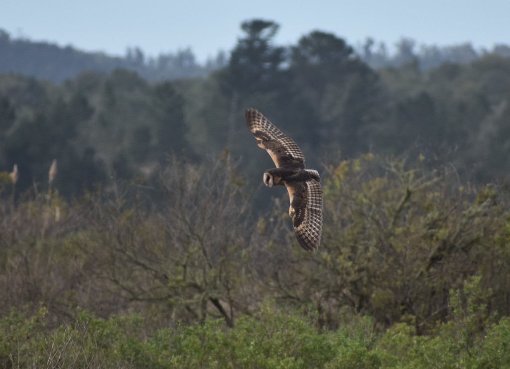 African Grass Owl