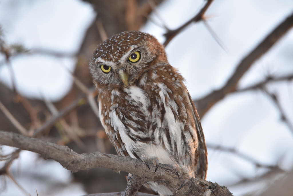 Pearl-spotted Owlet