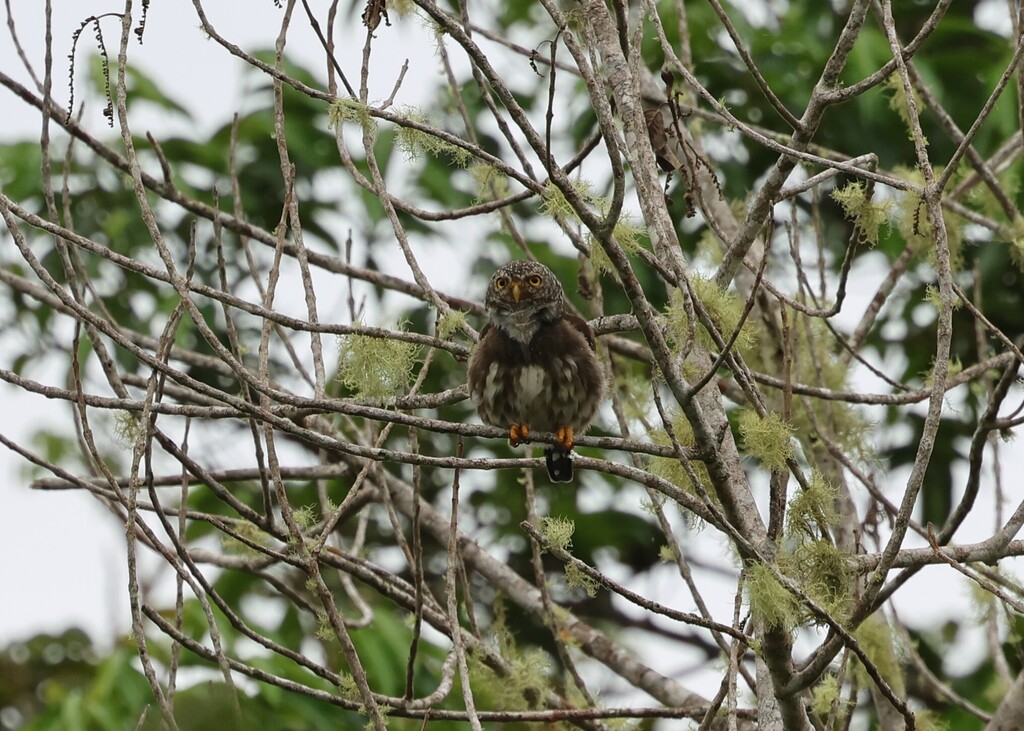 Subtropical Pygmy Owl