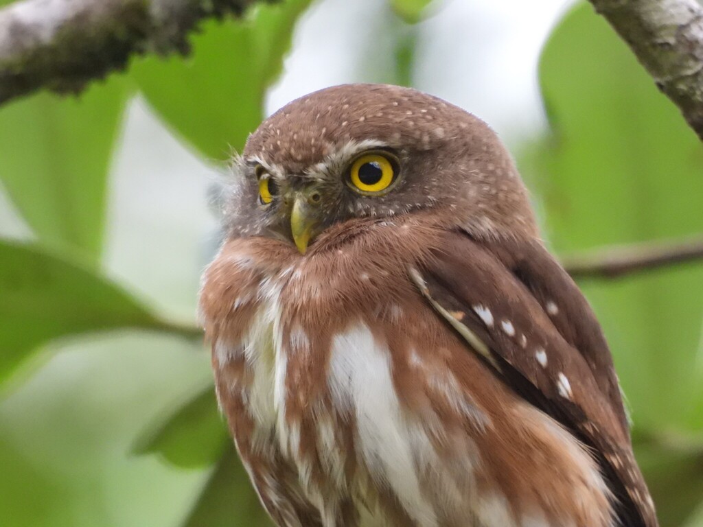 East Brazilian Pygmy Owl