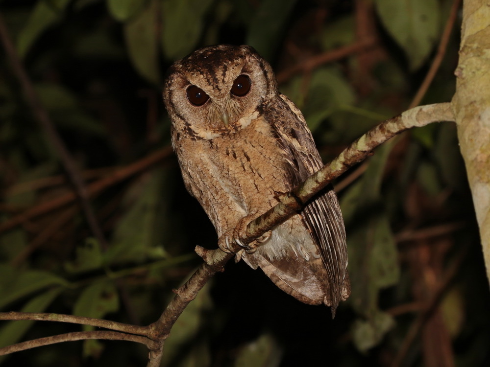 Collared Scops Owl