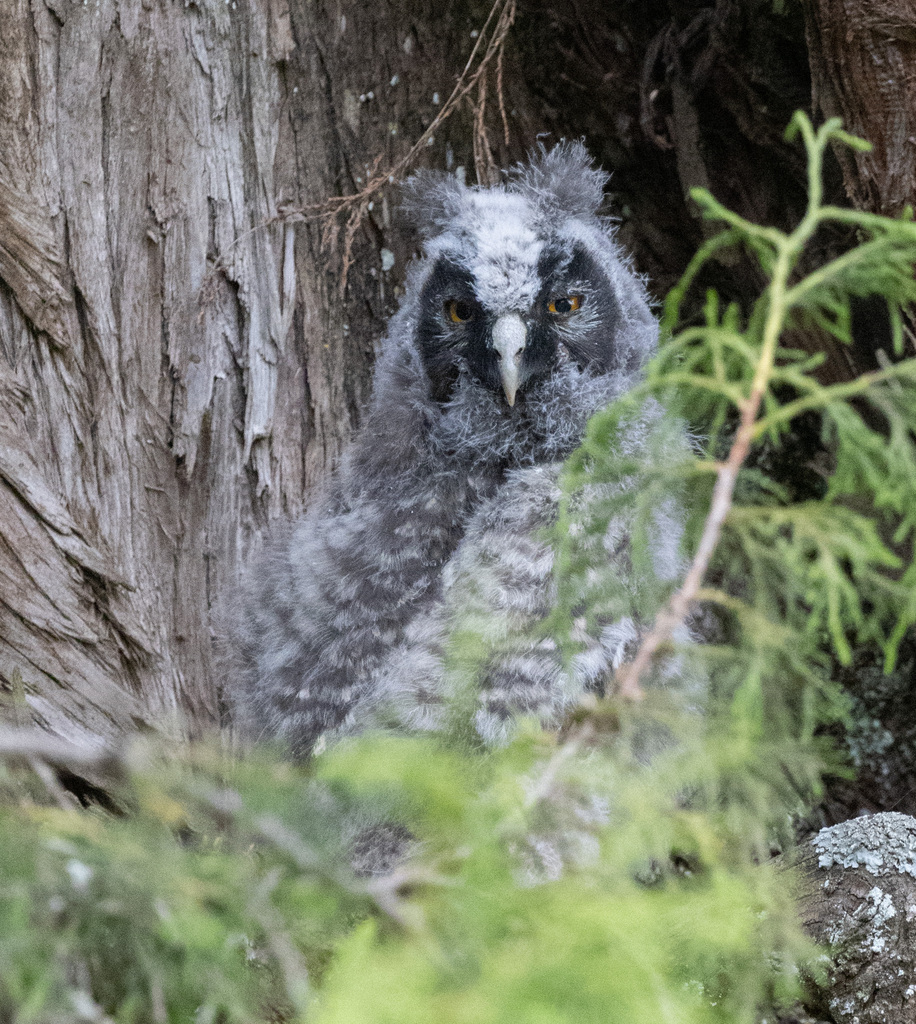 Abyssinian Owl