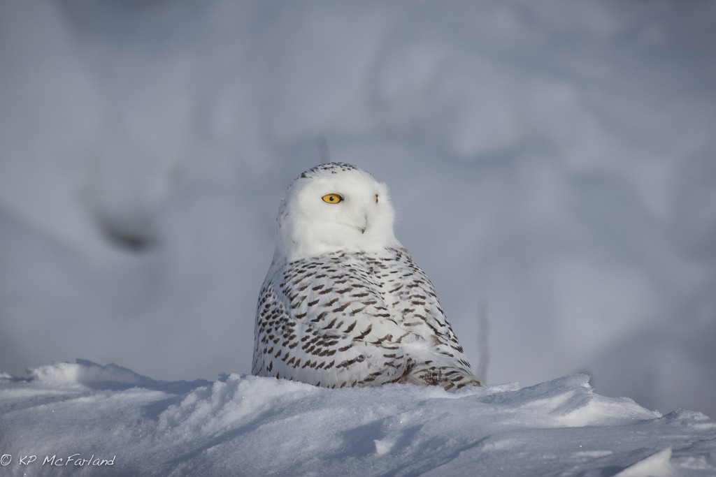 Snowy Owl