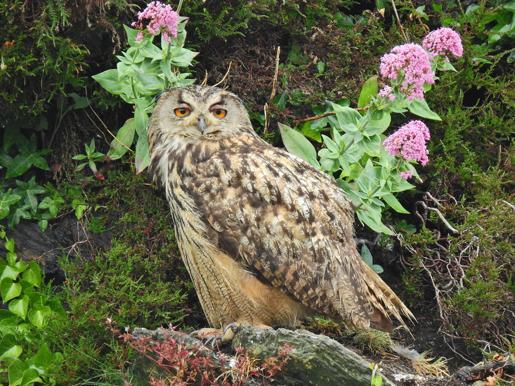 Eurasian Eagle-Owl