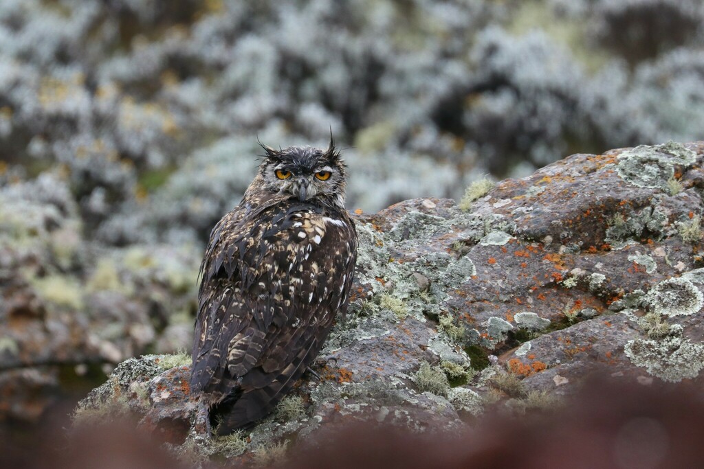 Cape Eagle-Owl