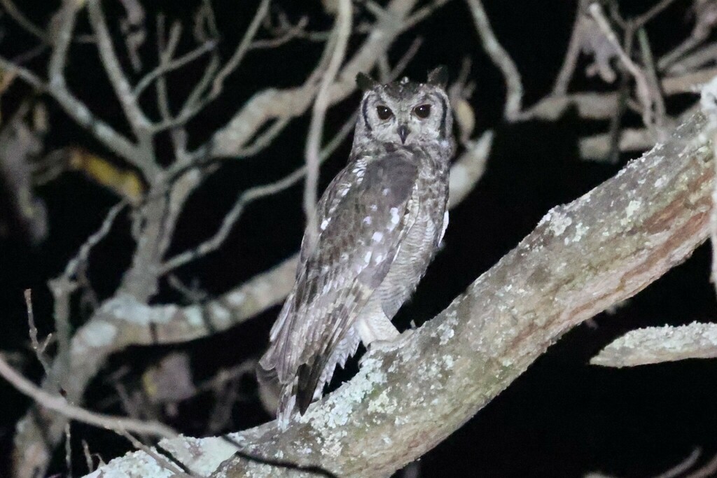 Greyish Eagle-Owl