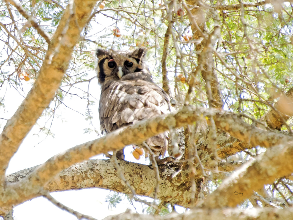 Verreaux’s Eagle-Owl