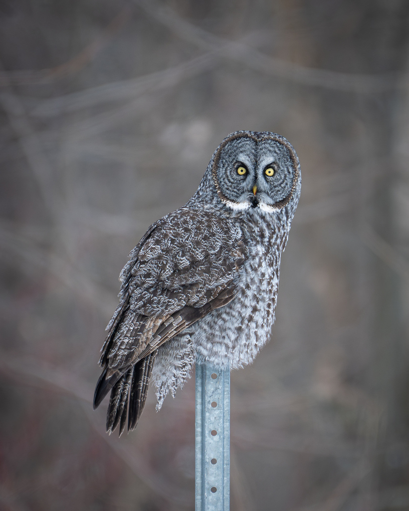 Great Grey Owl