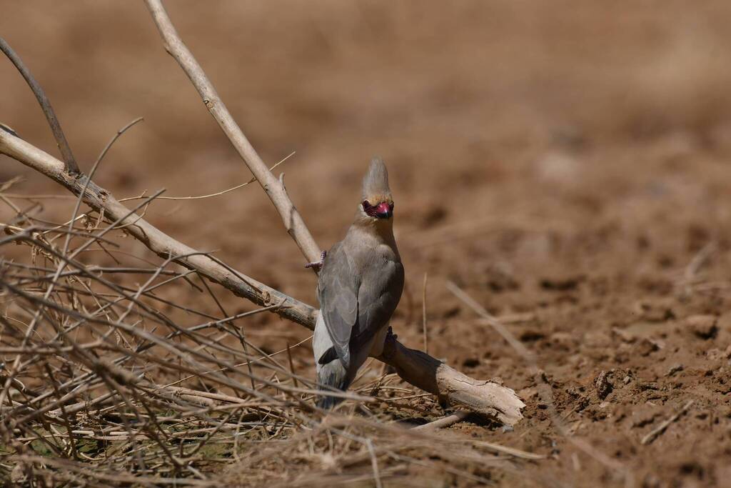 Blue-naped Mousebird