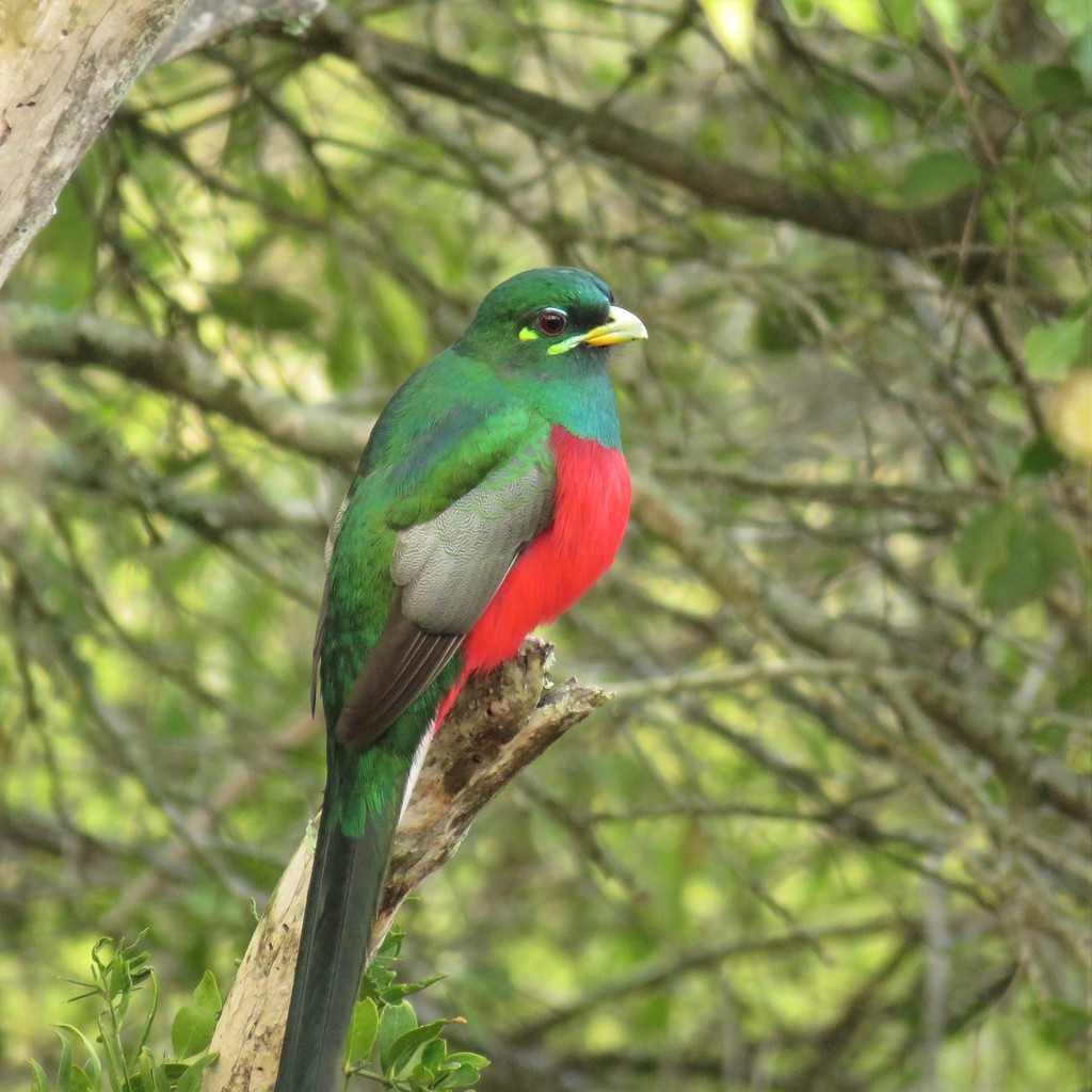Narina Trogon