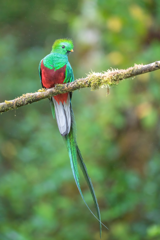 Resplendent Quetzal