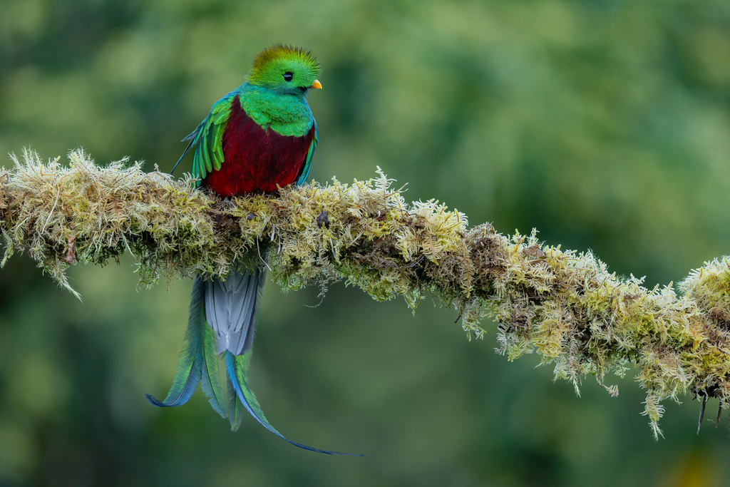 Resplendent Quetzal