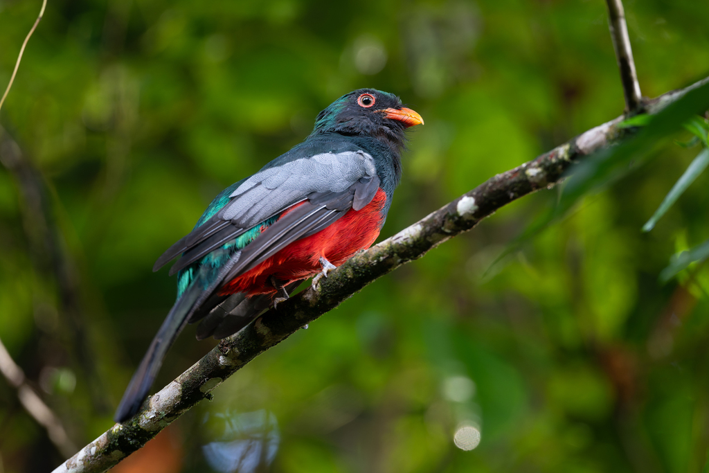 Slaty-tailed Trogon