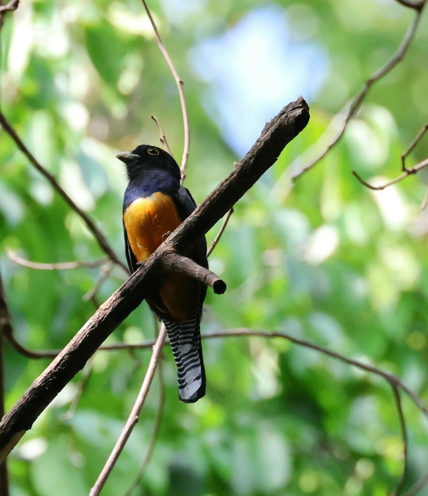 Guianan Trogon