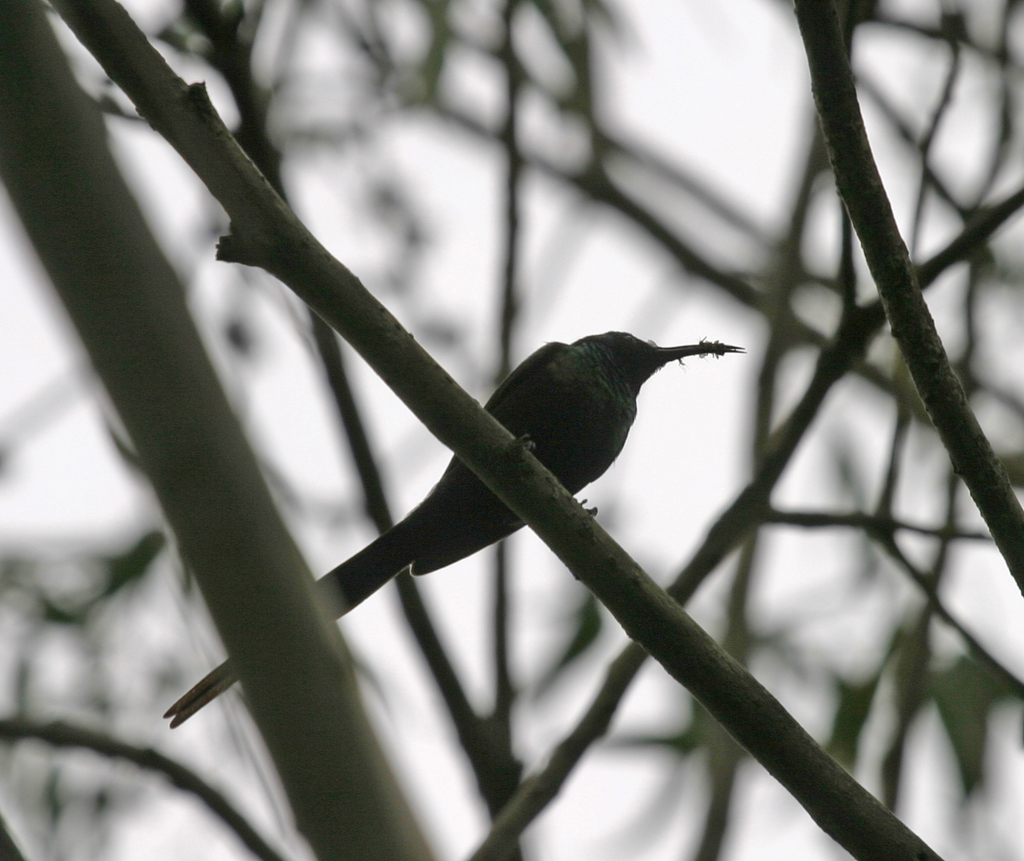 Black-billed Wood Hoopoe