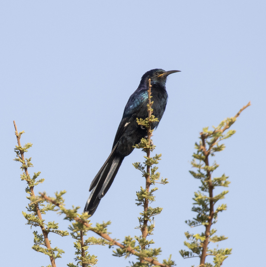 Black Scimitarbill